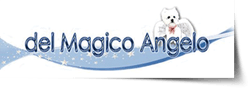 West Highland White Terrier | Allevamento del Magico Angelo